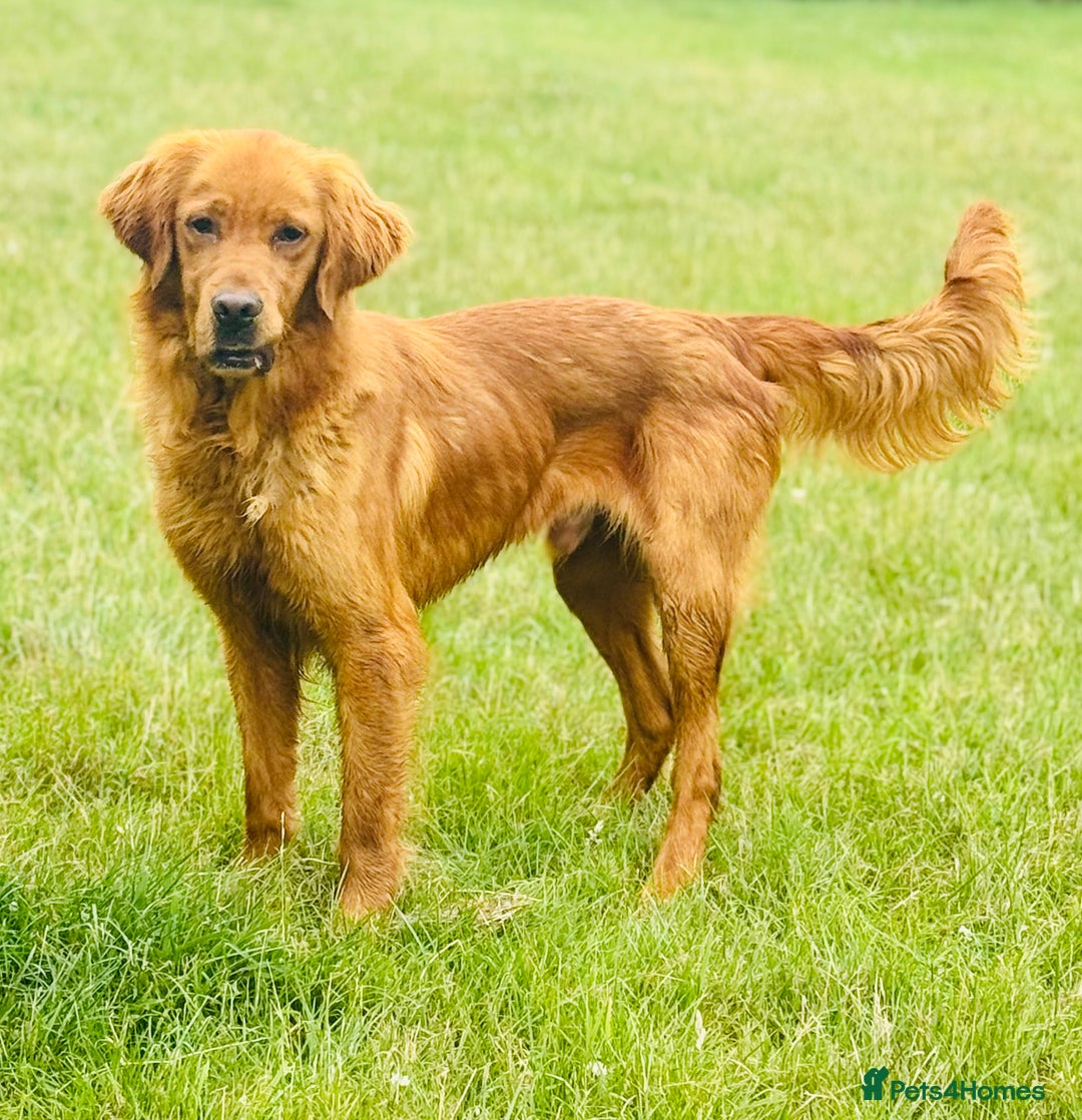 Goldador dogs for sale: SUPER GORGEOUS RED GOLDADOR PUPPIES ❤️ - Advert 16