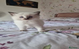 Ragdoll cats for sale: Gorgeous Ragdoll kittens , Ready now. - Image 9
