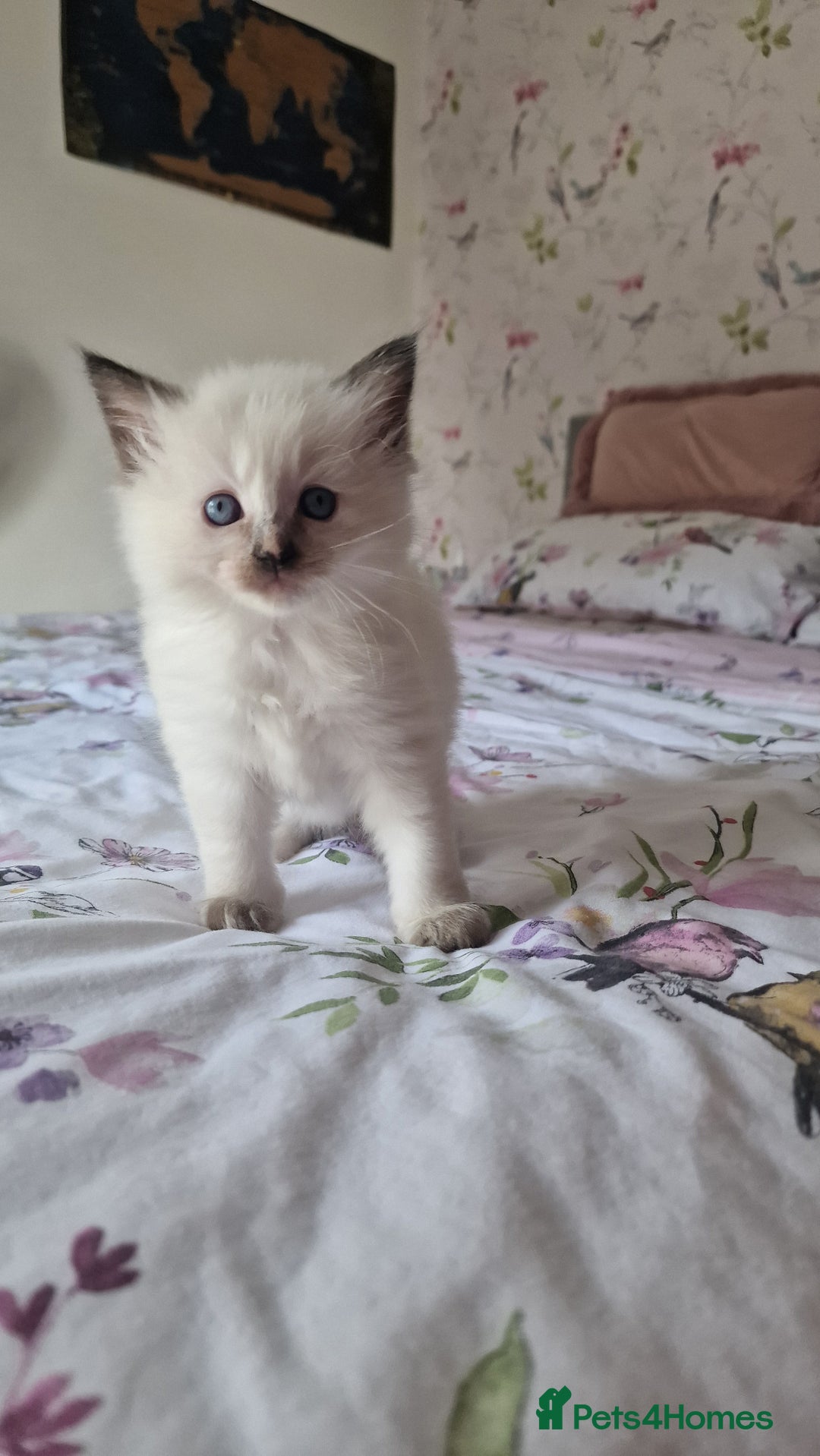 Ragdoll cats for sale: Gorgeous Ragdoll kittens , Ready now. - Image 9