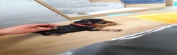 Yorkshire Terrier dogs for sale: Beautiful puppies - Advert 18