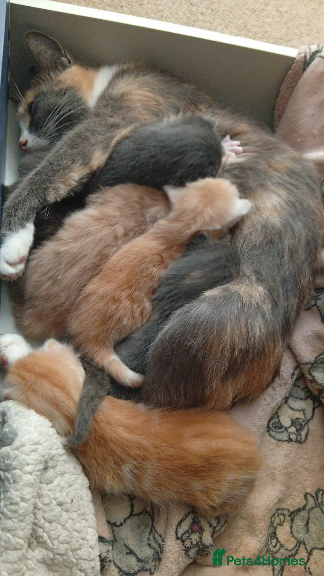 Mixed Breed cats for sale: Pumpkin - Advert 2