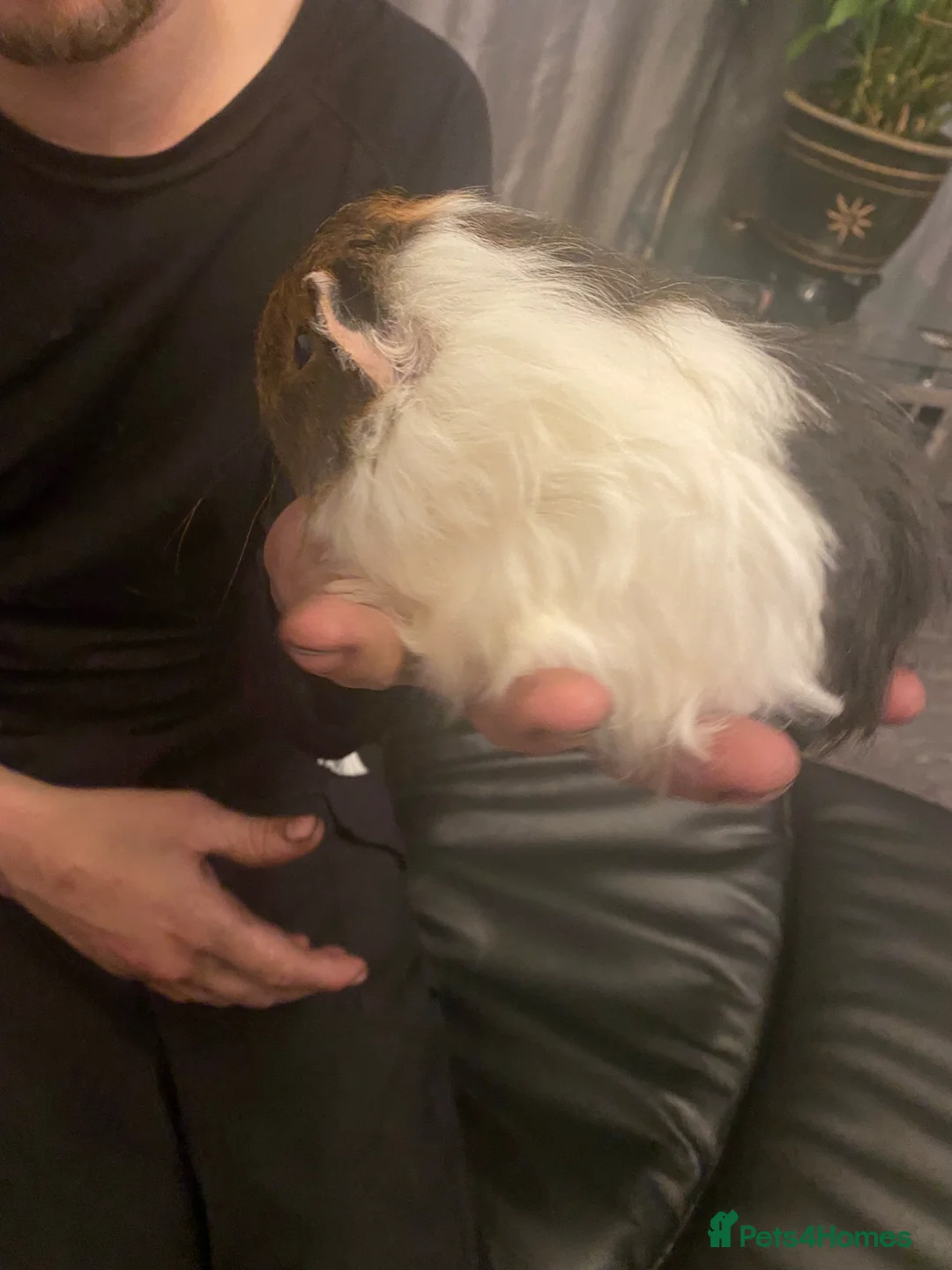 Guinea Pig rodents for sale: 3 male Guinea pigs  in Stanley - Advert 2