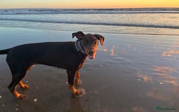 Dobermann dogs for sale: Doberman - Image 11