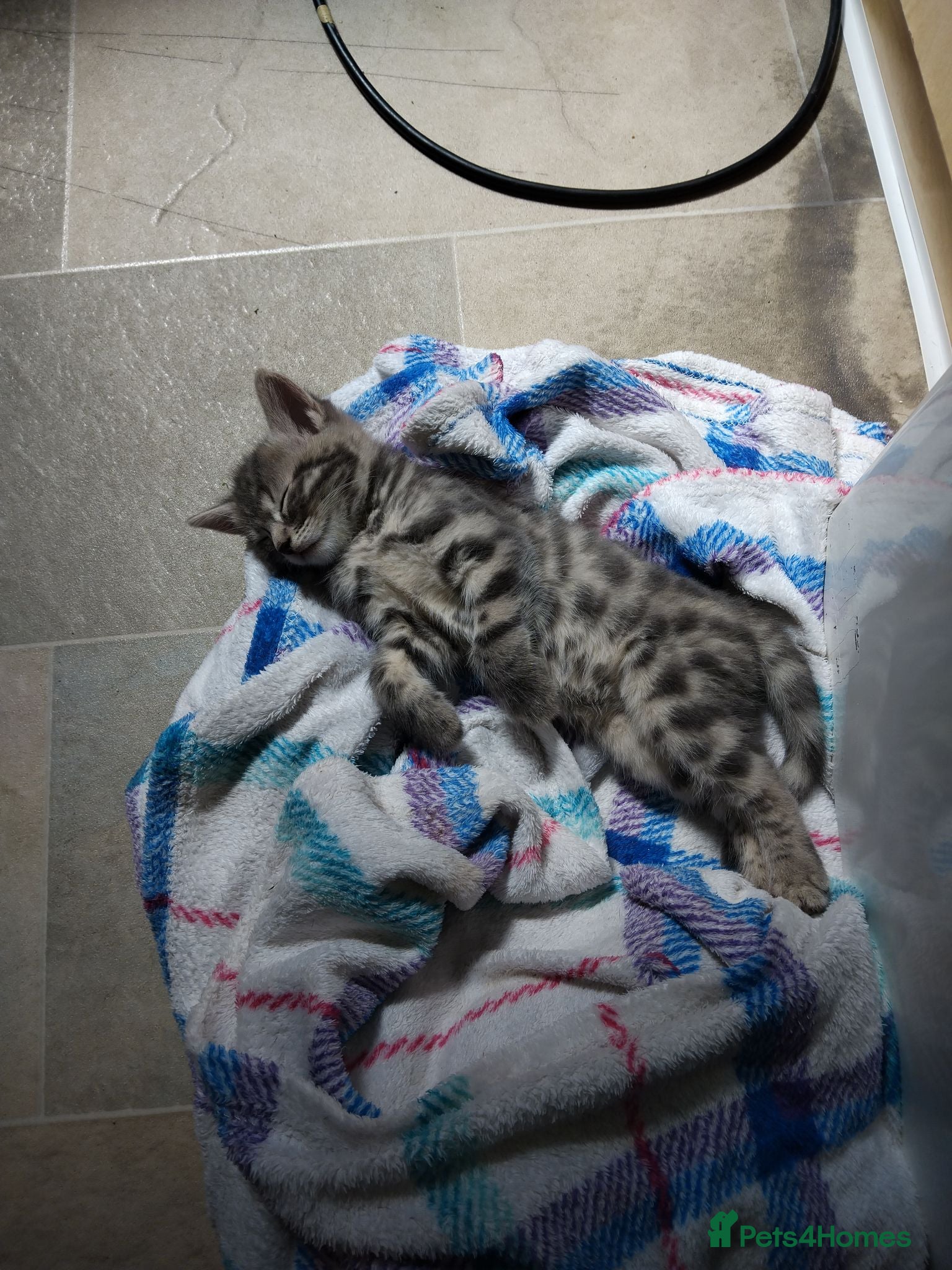 Mixed Breed cats Kittens for sale  - Advert 12
