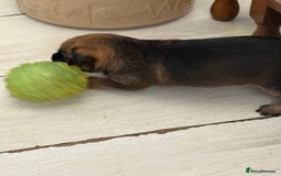 Border Terrier dogs for sale: Border Terrier Puppies - Image 8