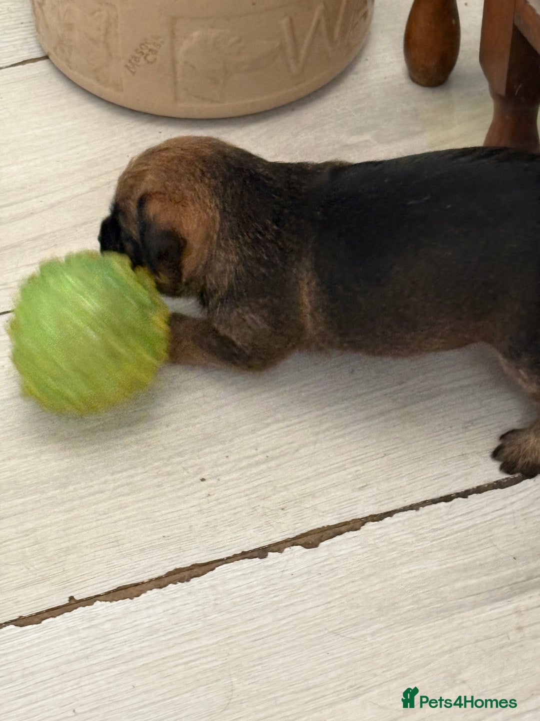 Border Terrier dogs for sale: Border Terrier Puppies - Image 8
