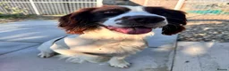 English Springer Spaniel dogs for sale: Two fabulous springer spaniels girls - Advert 7