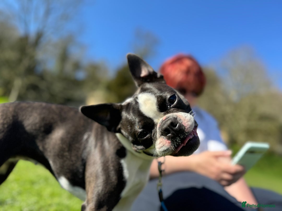Boston Terrier dogs for sale: Beautiful Boston Terrier Puppies for Loving Homes - Image 30