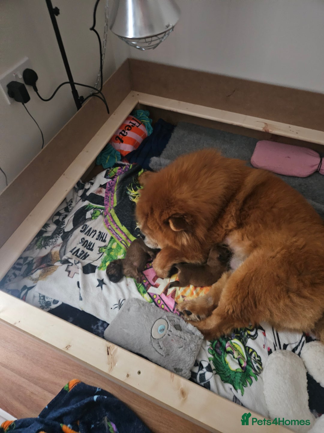 Chow Chow dogs for sale: KC REGISTERED CHOW CHOW GIRL - Advert 6