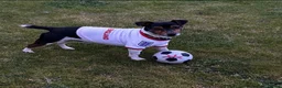 Jack Russell dogs for stud: Traditional Miniature Jack Russell Stud Service  - Advert 11
