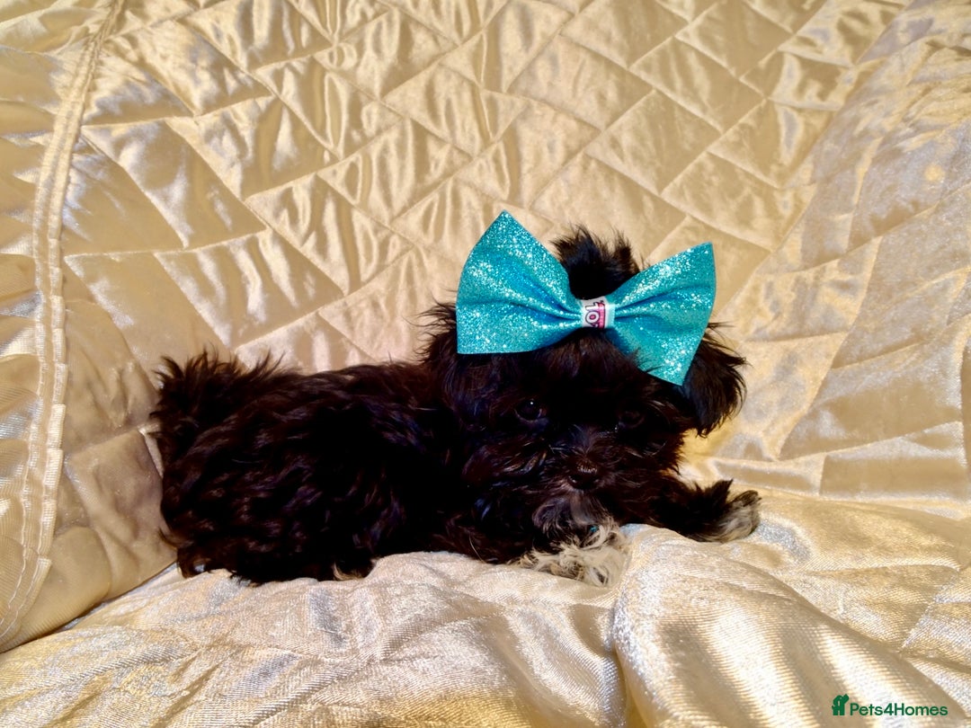 Maltipoo dogs for sale: **Micro Tiny F1 Maltese x Toy Poodle Maltipoo Pup* - Advert 5