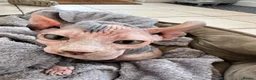 Sphynx cats for sale: Dolce the girl - Advert 8
