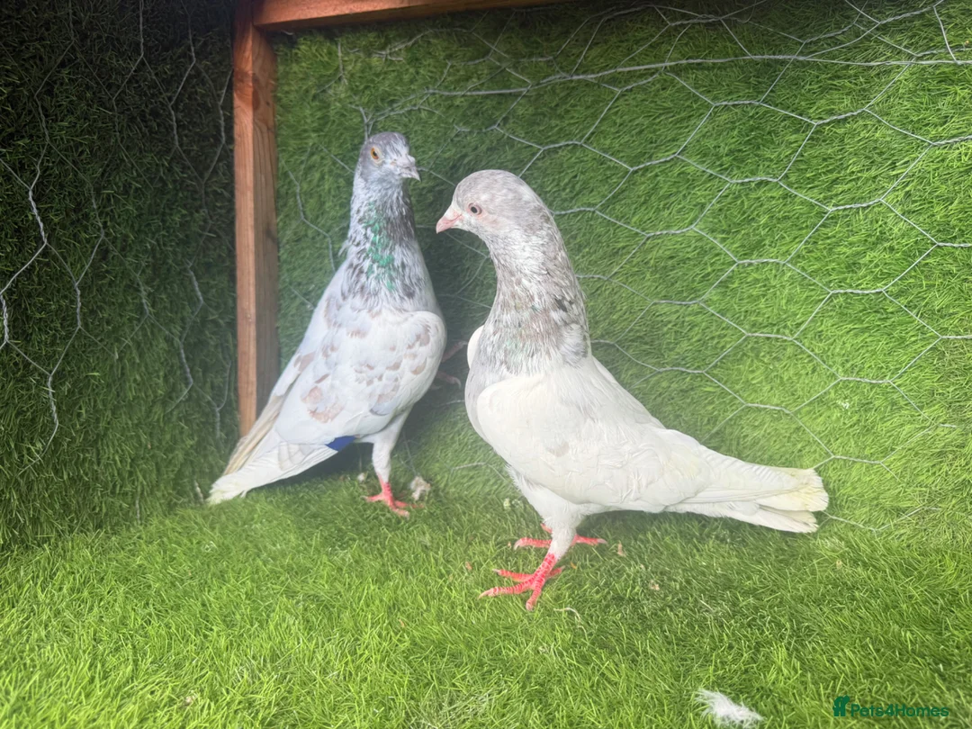 Pigeons birds for sale: Rampuri Highflyers & Iranian Pigeons for Sale - Advert 2