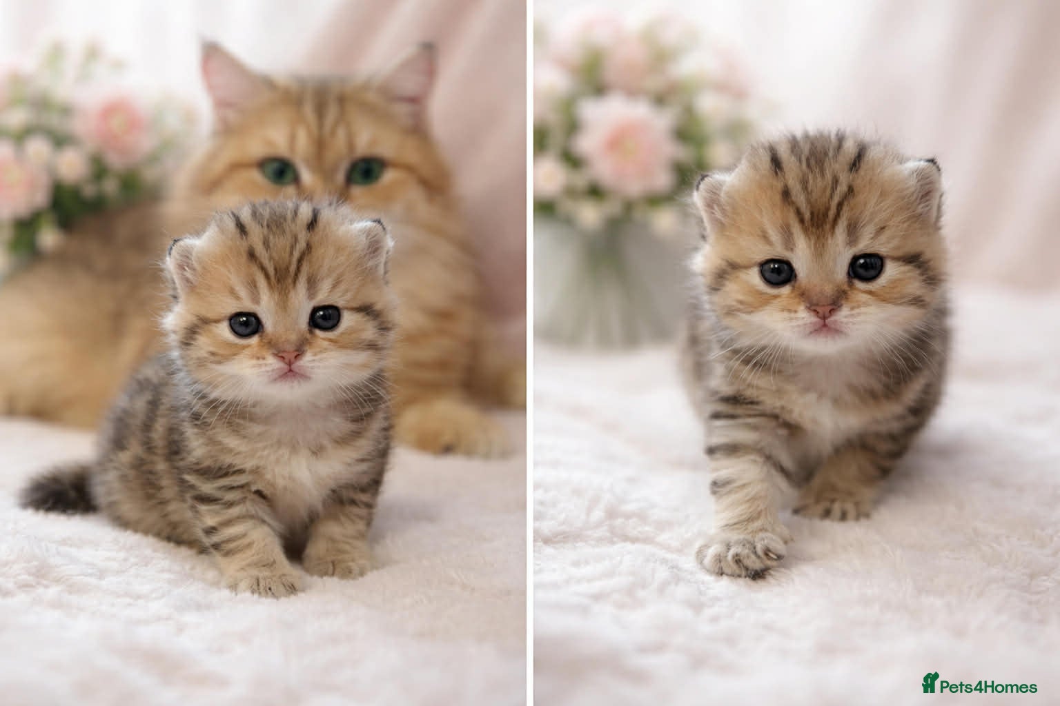 British Shorthair cats British shorthair kittens  - Advert 14