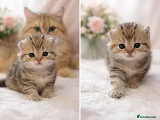British Shorthair cats British shorthair kittens - Advert 14