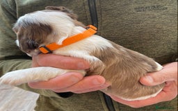 Cocker Spaniel dogs for sale: Adorable show cocker spaniels - Image 6