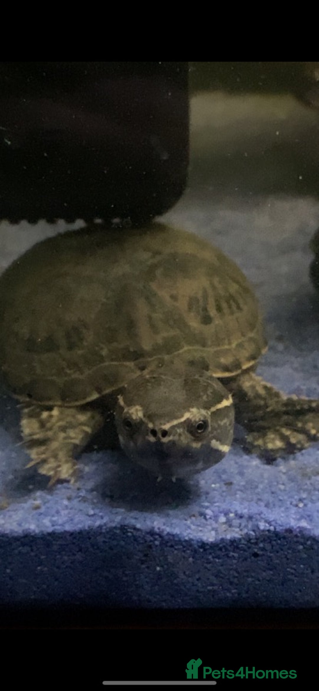 Turtle reptiles for sale: Musk turtles - Advert 2