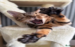 Bengal cats for sale: ⭐️TICA Triple Grand Champion⭐️ - Image 25