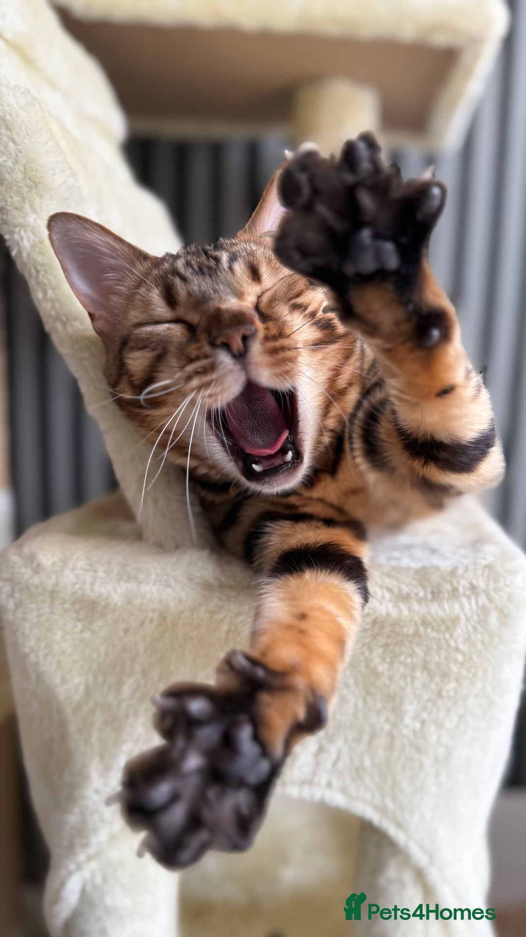 Bengal cats for sale: ⭐️TICA Triple Grand Champion⭐️ - Image 25