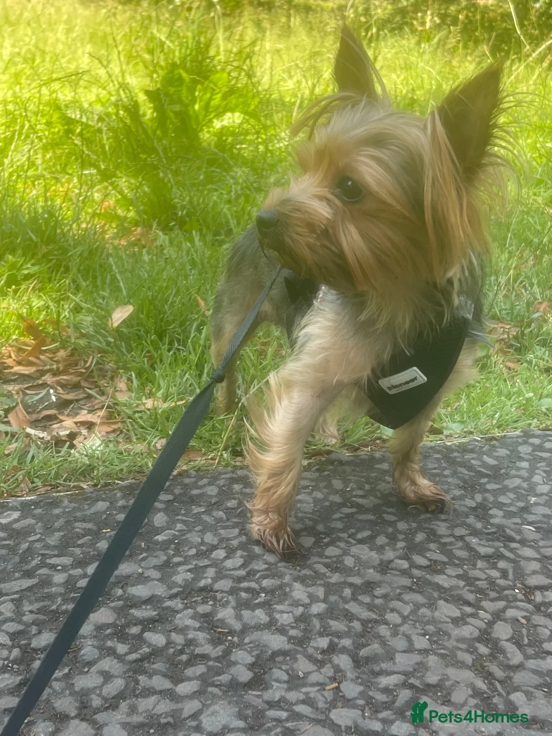 Yorkshire Terrier dogs for sale: Female pure bread miniature Yorkie  in Cardiff - Advert 3