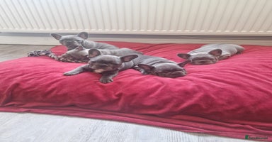 French Bulldog dogs for sale - Advert 11