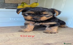 Yorkshire Terrier dogs for sale: Adorable Purebred Yorkshire Terrier Puppies - Image 14
