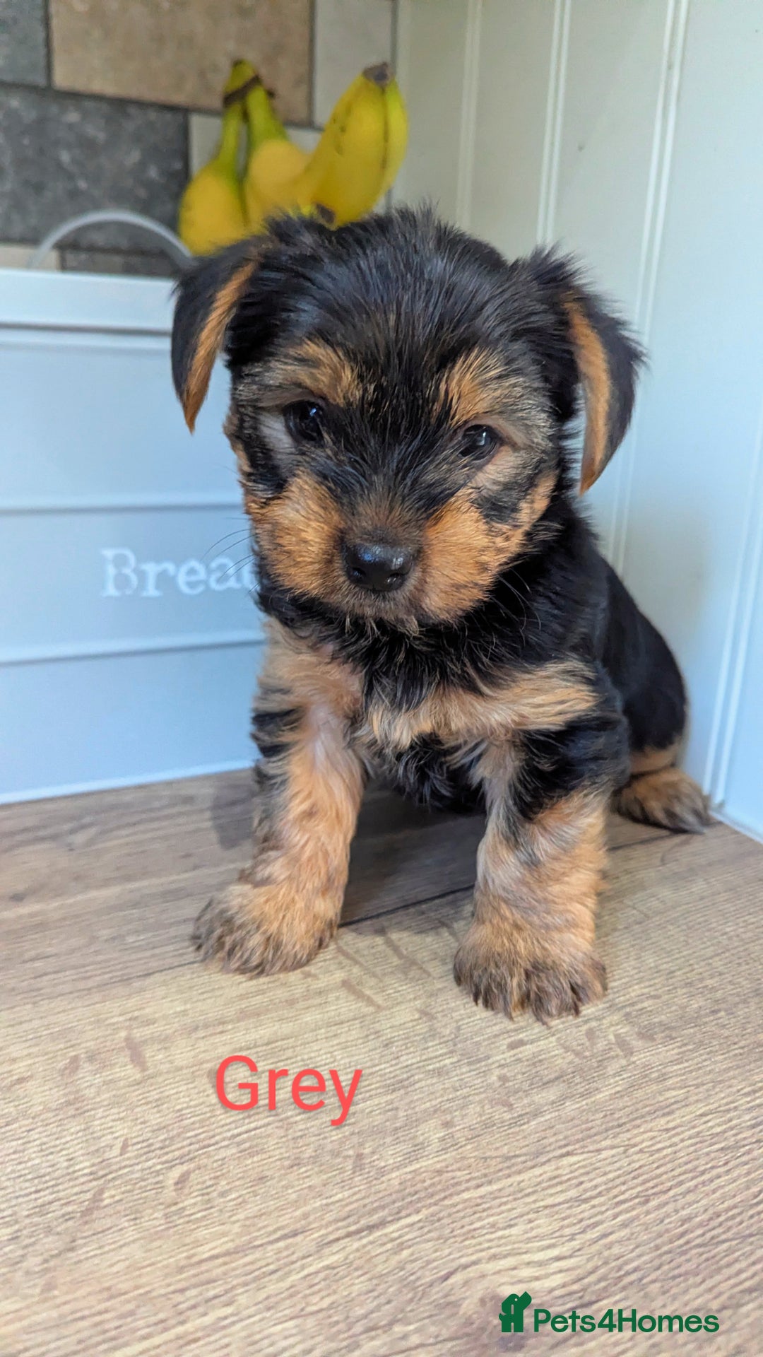 Yorkshire Terrier dogs for sale: Adorable Purebred Yorkshire Terrier Puppies - Image 14