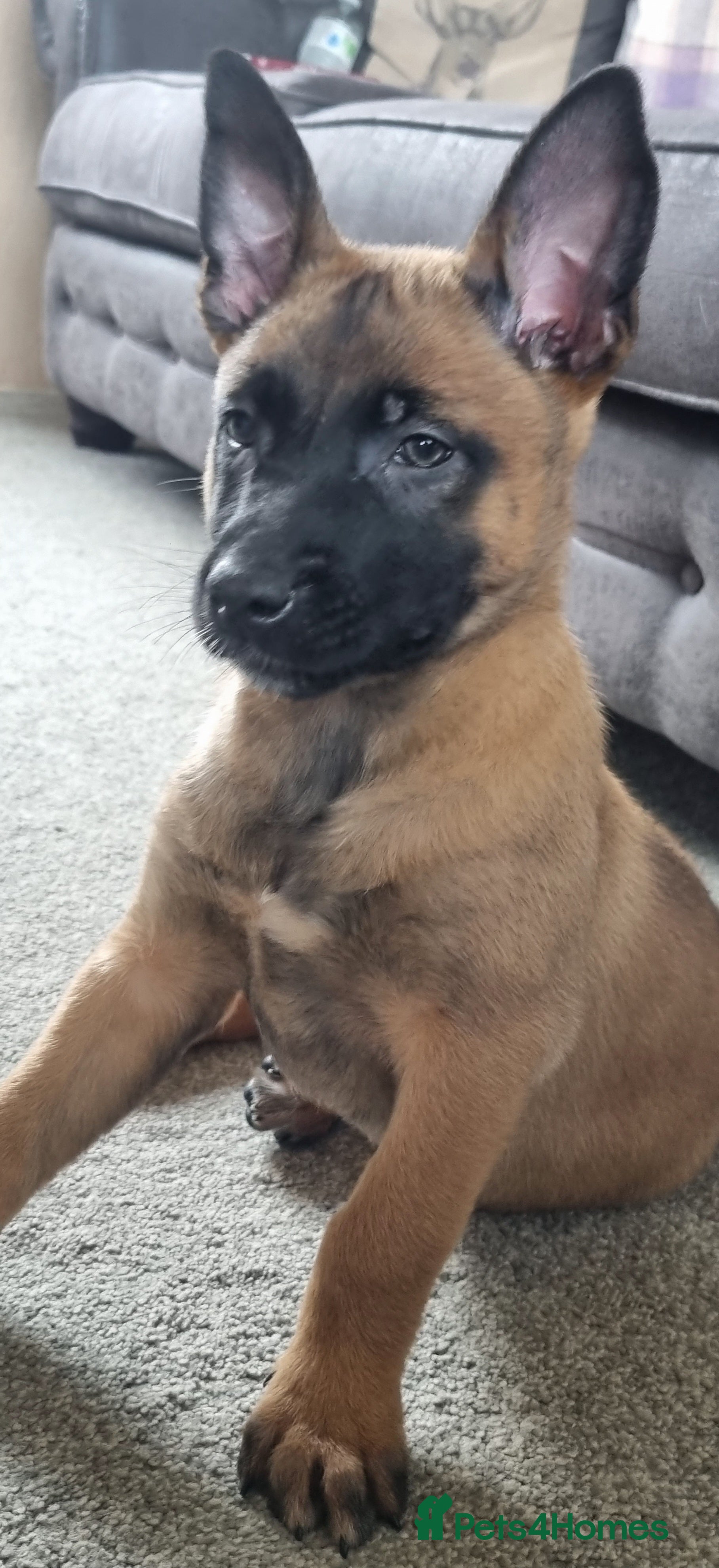 Belgian Shepherd Dog dogs Lorocmor Luna and Lorockmor Butch pups for sale  - Advert 3