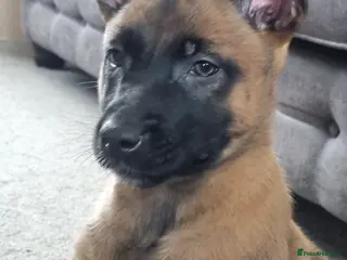 Belgian Shepherd Dog dogs Lorocmor Luna and Lorockmor Butch pups for sale - Advert 3