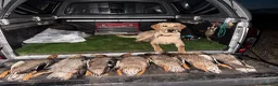 Labrador Retriever dogs for stud: Working Labrador stud  - Advert 6