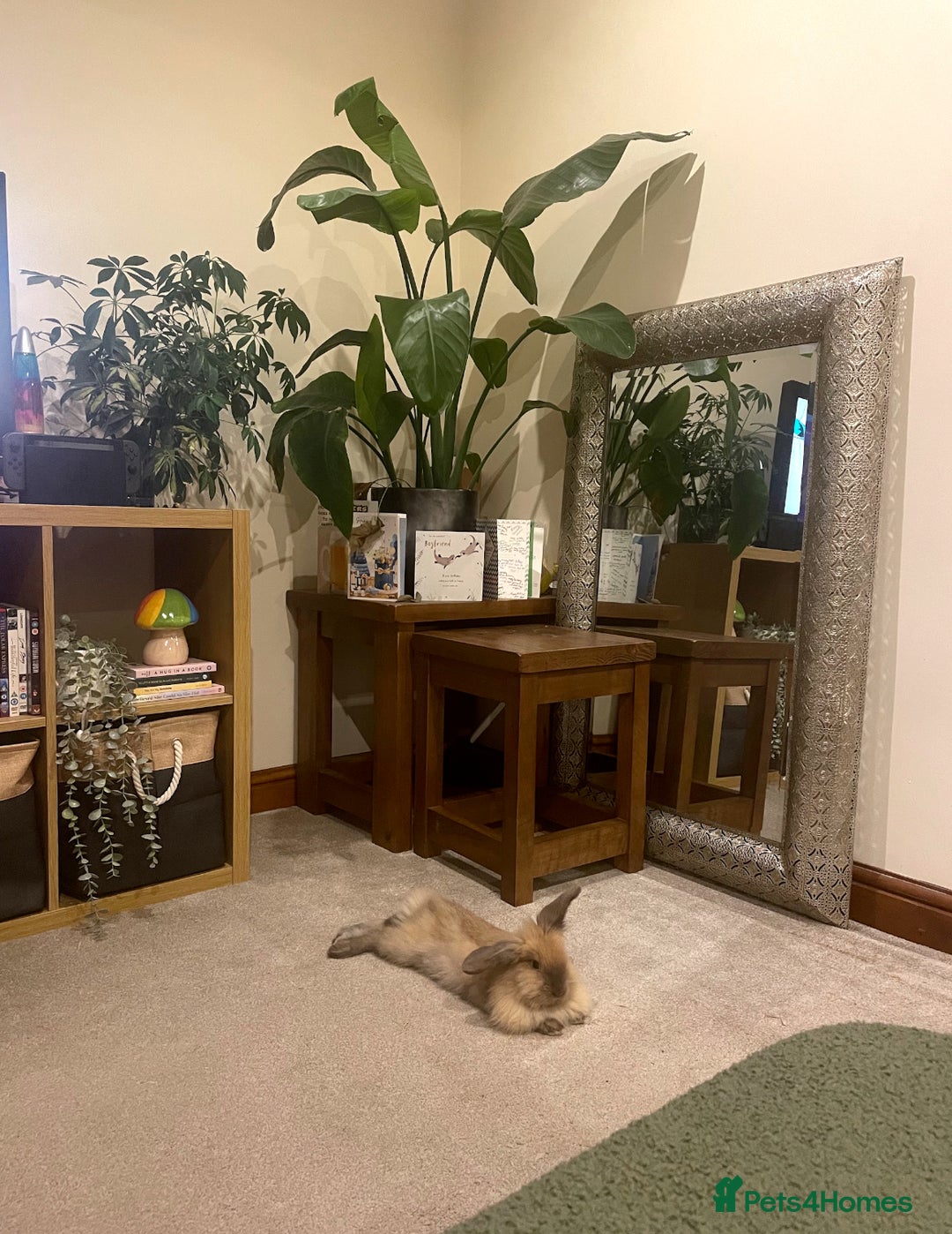 Lionhead rabbits for sale: House rabbits (Must go separate) - Advert 4