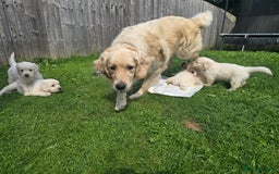 Golden Retriever dogs for sale: Cream Golden Retriever Puppies –Family Raised  - Image 25