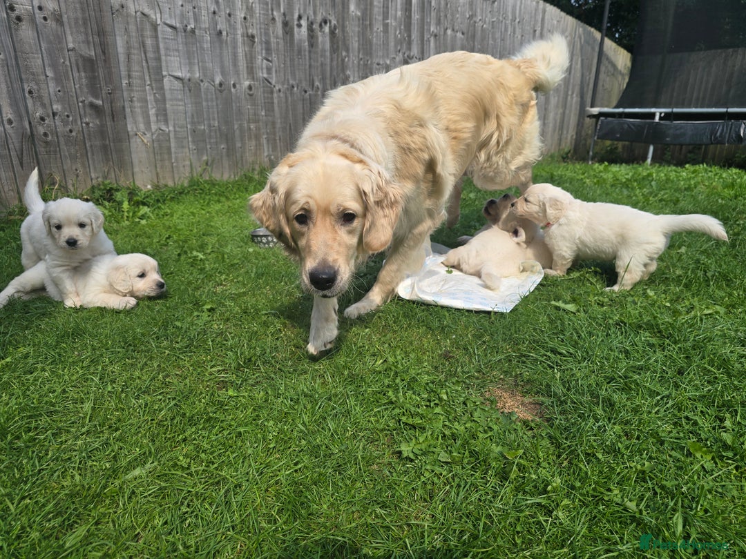 Golden Retriever dogs for sale: Cream Golden Retriever Puppies –Family Raised  - Image 25