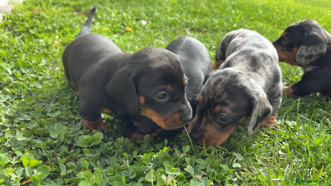 Miniature Dachshund dogs for sale: Beautiful Litter of Miniature Dachsunds - Image 3