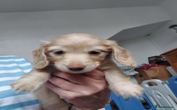 Miniature Dachshund dogs for sale: KC REG PRA CLEAR CREAM LONG HAIRED MINI DACHSHUNDS - Image 2