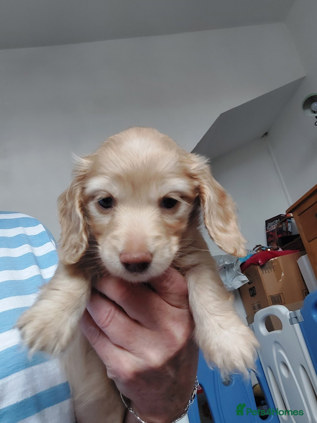 Miniature Dachshund dogs for sale: KC REG PRA CLEAR CREAM LONG HAIRED MINI DACHSHUNDS - Image 2