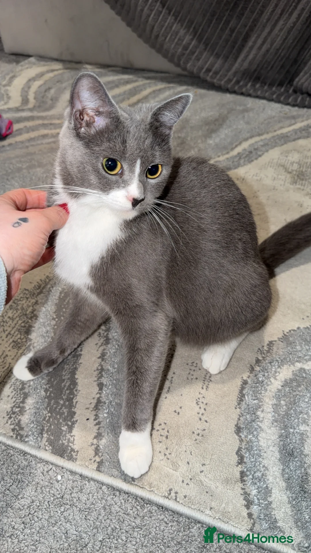 Mixed Breed cats for sale: Persian blue Russian & Tabby - Advert 19