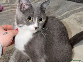 Mixed Breed cats Persian blue Russian & Tabby - Advert 2