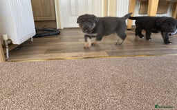 Mixed Breed dogs for sale: German shepherd cross Tibetan mastiff - Image 2