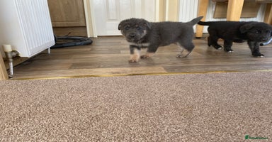Mixed Breed dogs - Advert 10