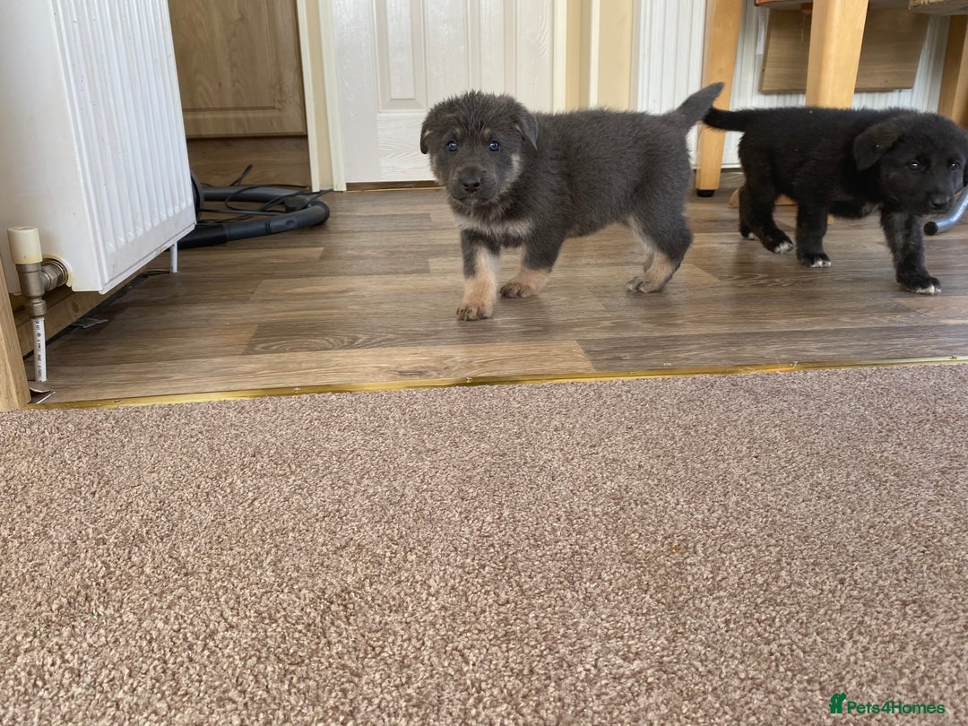 Mixed Breed dogs for sale: German shepherd cross Tibetan mastiff - Image 2