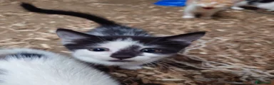 Black Nose Boy
