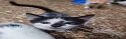 Mixed Breed cats for sale: Friendly Farm Kittens - Advert 13
