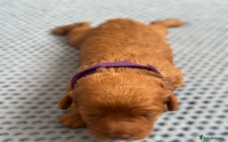 Cavapoo dogs for sale: Beautiful & Healthy Cavapoo Puppies   - Image 12