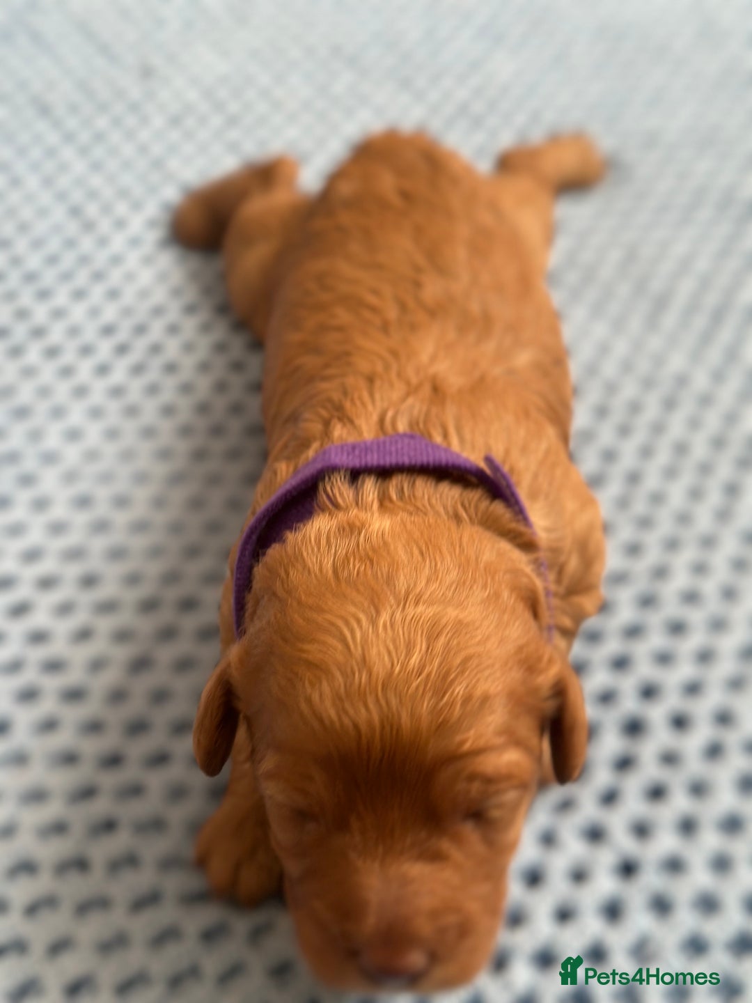 Cavapoo dogs for sale: Beautiful & Healthy Cavapoo Puppies   - Image 12