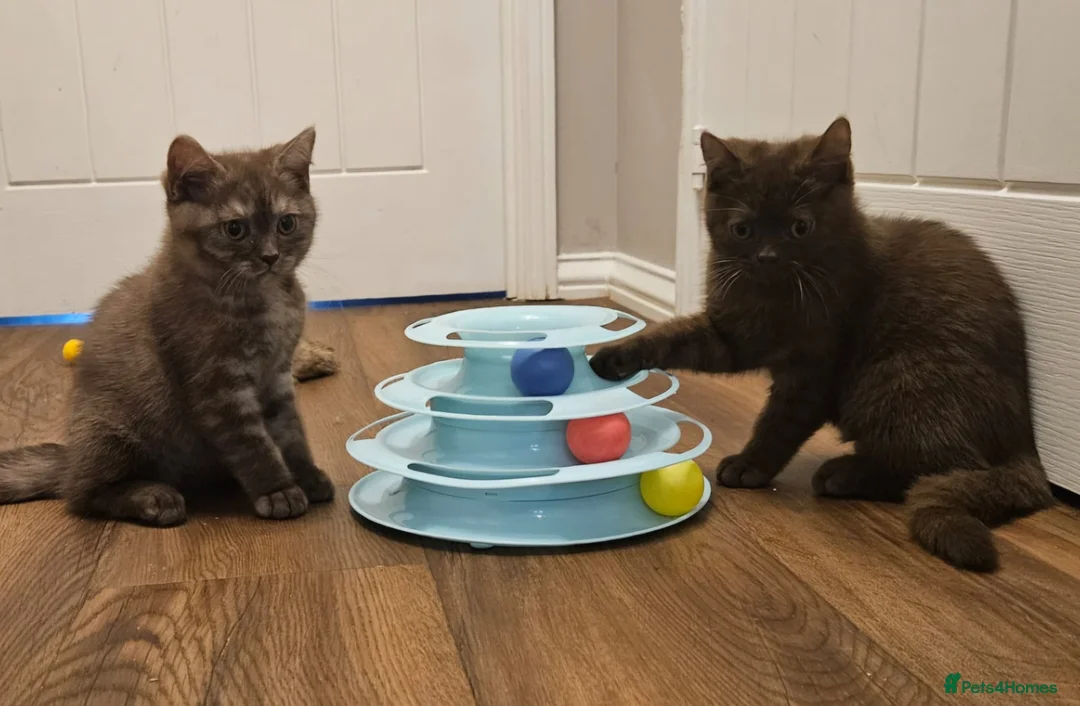 British Shorthair cats for sale: 🤎Chocolate British Shorthair Kittens 🤎 - Advert 2