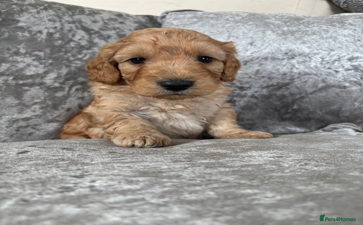 Cockapoo dogs - Advert 3