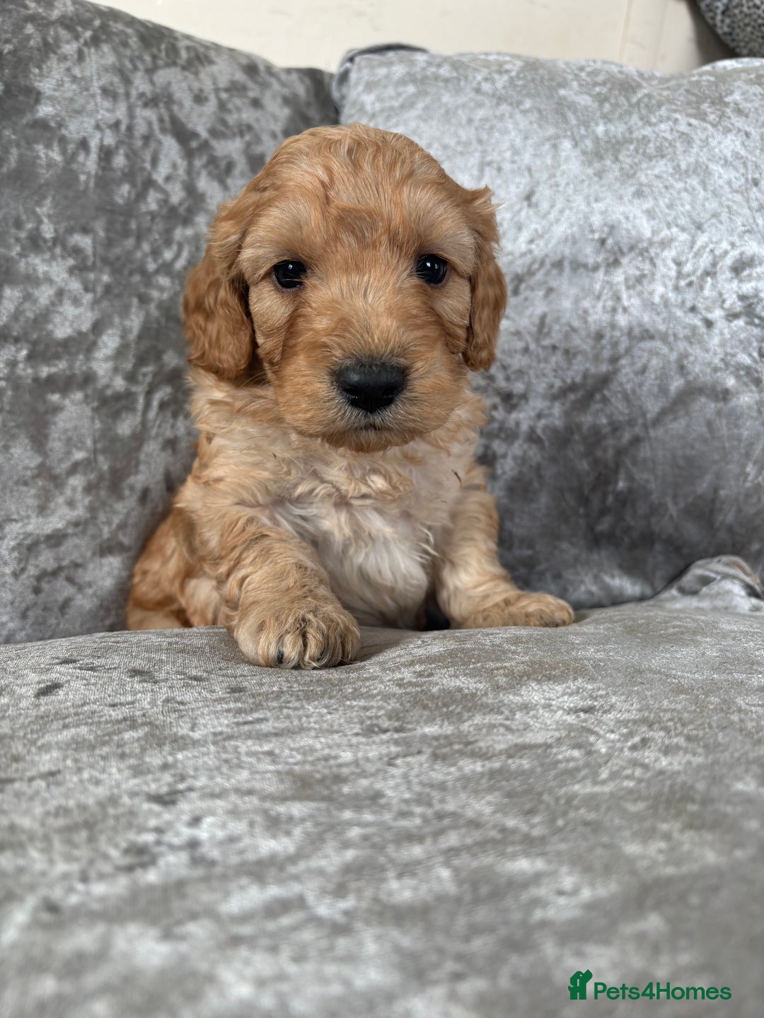 Cockapoo dogs for sale: Gorgeous babies 🥰 - Image 1