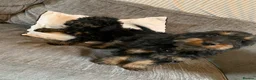 Cockapoo dogs for sale: Beautiful F1B Cockapoo boys  - Advert 8