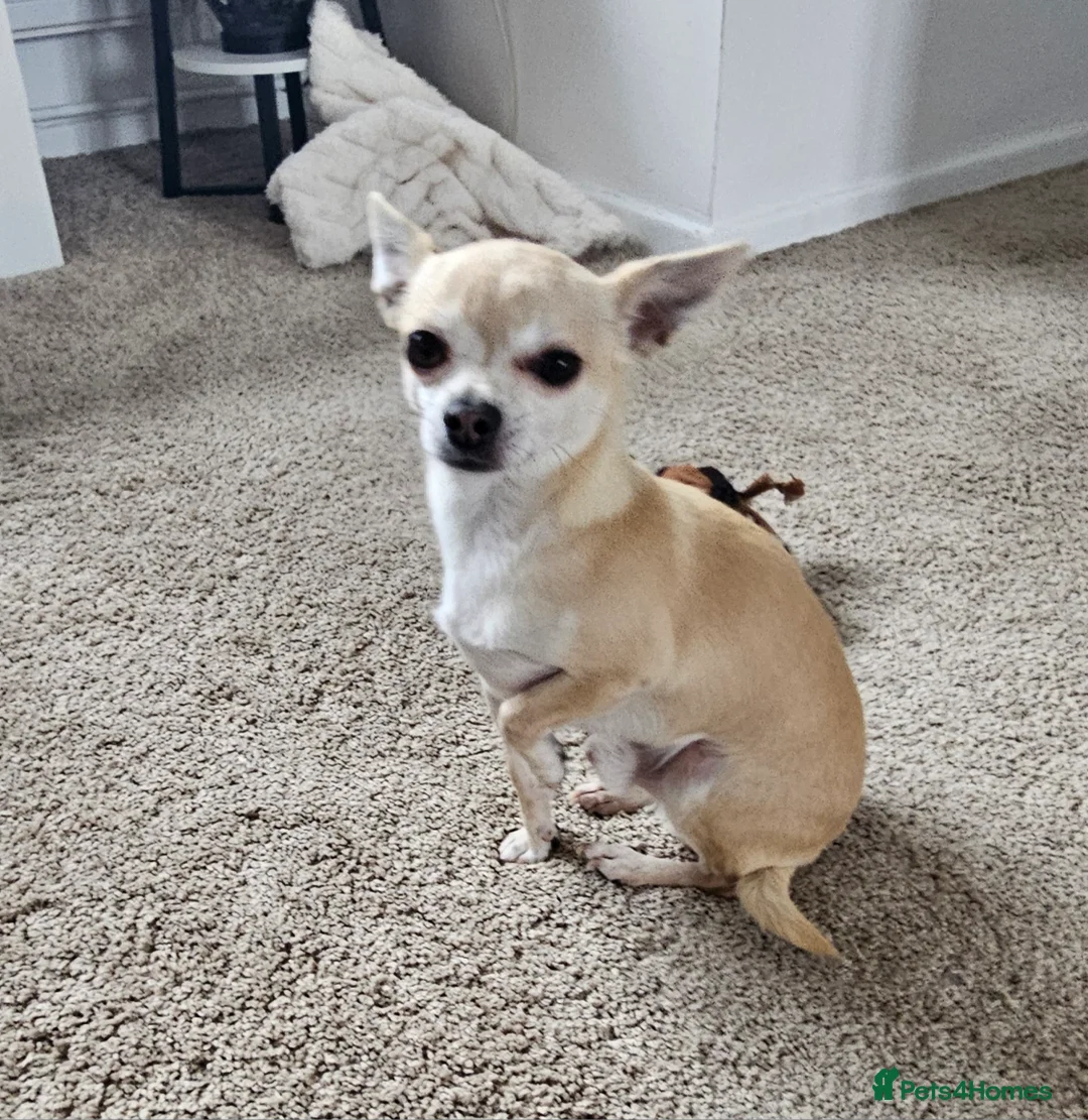 Chihuahua dogs for sale: Male teacup chihuahua (Micky) - Advert 6